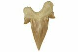 Fossil Shark Tooth (Otodus) - Large & High Quality #259888-1